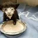 Cats memes