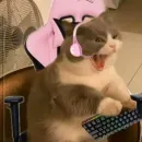 Стикер Cats memes