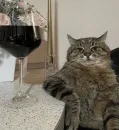 Стикер Cats memes
