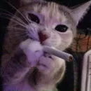 Стикер Cats memes