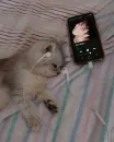 Стикер Cats memes