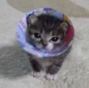 Стикер Котявы