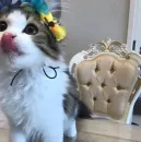 Стикер Котявы