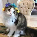 Стикер Котявы