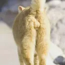 Стикер Fluffy