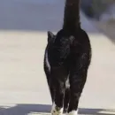 Стикер Fluffy