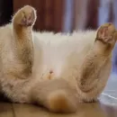 Стикер Fluffy
