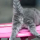 Стикер Fluffy