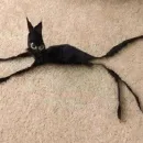 mini cats