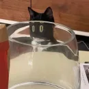 Стикер mini cats