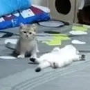Стикер mini cats