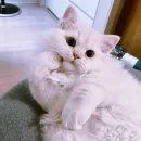 Котярик