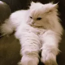 Стикер Котярик