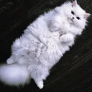 Стикер Котярик