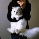 Стикер Котярик