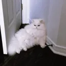 Стикер Котярик