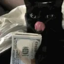 Стикер коты с бабками