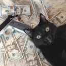 Стикер коты с бабками