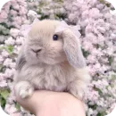 Стикер Кролики 1