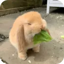 Стикер Кролики 1