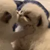 ты не картошка..