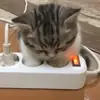 Стикер ты не картошка..