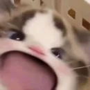 ano