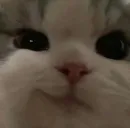 Стикер ano