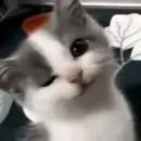 Стикер ano