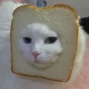 kucing