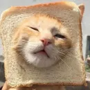 Стикер kucing