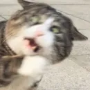 Стикер kucing