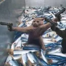 Стикер kucing