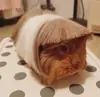 Стикер ГавКва