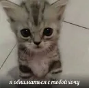 котики