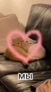 Стикер котики