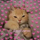 Стикер котики