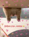 Стикер котики