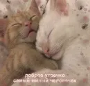 Стикер котики