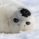 Стикер Тюлень