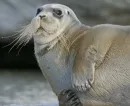 Стикер Тюлень