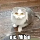 Стикер Cat