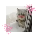 Стикер likecats