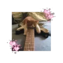 Стикер likecats