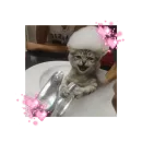 Стикер likecats