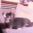 meow