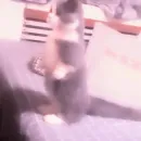 Стикер meow