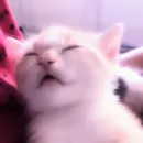 Стикер meow