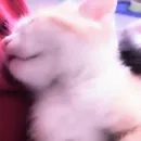 Стикер meow