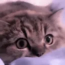 Стикер meow